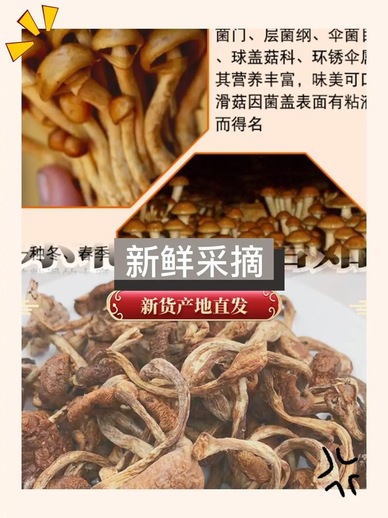 大自然的馈赠，味蕾的新宠——揭秘大兴安岭滑子蘑菇干的魅力